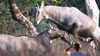 Mada Nilgai Waiting For Winner. #Nilgaifight, @techearth,