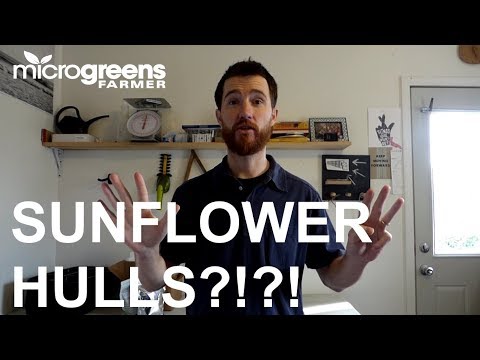 8 steps to solving sunflower seed hull issues | Microgreens Farmer