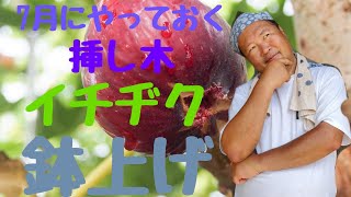 【イチヂクの挿し木】。イチヂクの鉢上げ作業。#イチヂク挿し木#イチヂク鉢上げ