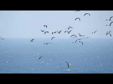 PIQUEROS Y AVES MARINAS