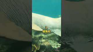 五種 關島的動物 🤯 #科普 #知識 #動物 #tiktokanimals