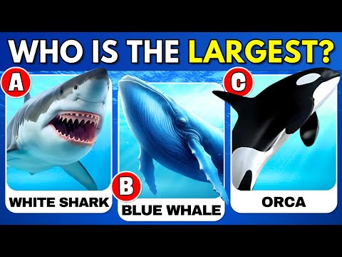 How Good Is Your Knowledge of SEA ANIMALS? 🐳✅  | General Knowledge Trivia Quiz
