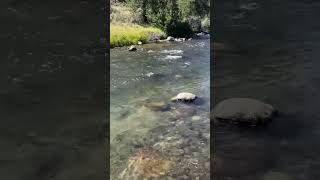 #truckee #flyfishing