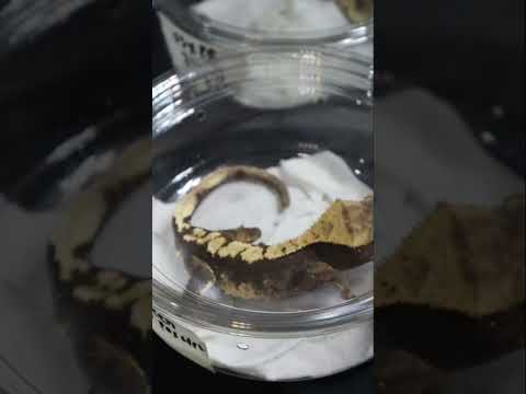 Created geckos #cuteanimals #reptiles #babygator #snake #foryou #animals #lizard #crestedgeckos