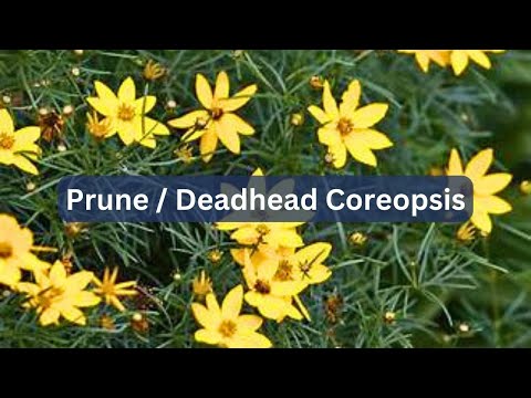 How To Prune or Deadhead Tickseed Coreopsis