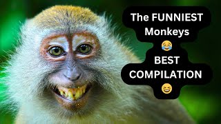 Funny Monkeys |@leoannamagictv| Nursery Rhymes | Monkey Song | Banana Remix | Jungle Monkey🐵