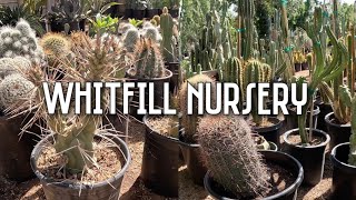Cactus & Succulent Shopping at Whitfill Nursery | Rare & Unique Desert Plants | Phoenix, Arizona