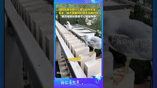 海鷗完美詮釋什麽是「仰天長嘯」 #shorts  #萌宠