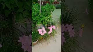 #lowmaintenanceplants #floweringplant #rainlilyplant