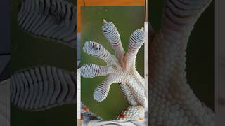 Vera level product