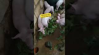 nutritious, healthy 😍 #buhayprobinsya #bukidfeels #love #piggy #feedingtime #naturalremedies #shorts