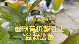 Grow Blueberries in Containers with Homemade Organic Acidic Soil