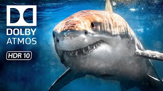 Ocean Marvels HDR 8K 60fps Video - 4K Video ULTRA HD Dolby Vision (8K / 4K TV)