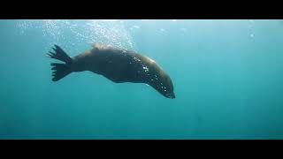 Diving Seal Underwater Animals Scuba Diving