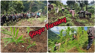 Self Help Groups SHG ( Ginger Farming )