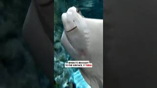 Top 3 Ugliest Animals in the World #uglies #animalfacts #wildanimals