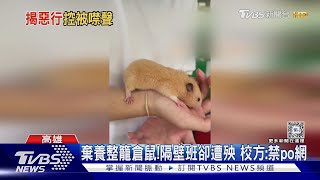 棄養整籠倉鼠!隔壁班卻遭殃 校方:禁po網｜TVBS新聞 @TVBSNEWS01