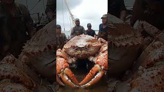 big crab caught alaska deep sea #deepsea #crab #ai #alaska #ocean