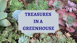 Treasures in a Greenhouse (Rojas Succulents and Cactus Nursery) Part 1 | Plant Shopping