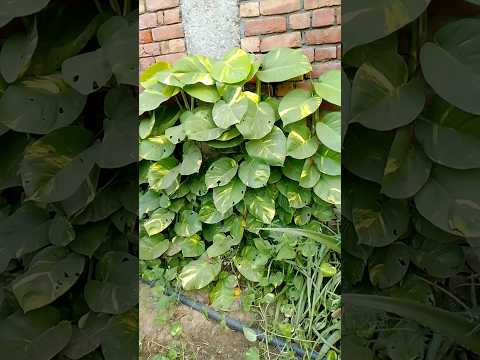 Money plant #stisfyingvideo #vastuformoney #gardenplants