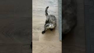 아기고양이 스코티쉬폴드 자다 깬 얼굴 부시시해
