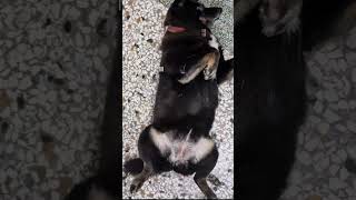 西打問號臉 #問號臉 #在幹嘛 #狗狗日常