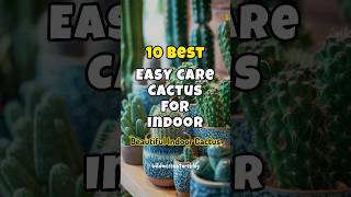 Best easy care cactus for indoor ✅ Low maintenance indoor cactus ✅