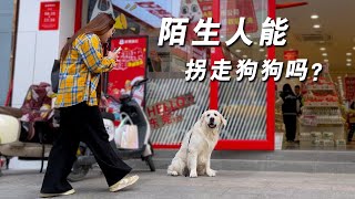 街头测试：金毛会跟陌生人走吗？