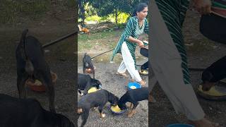 cute dog #doglover#puppy #labrador #shortvideo #