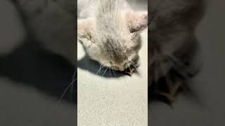 一片葉子帶來的快樂-小奶貓的成長日記-幺雞是只可愛貓 #喵星人 #它真的好像个小宝宝 #寵物貓