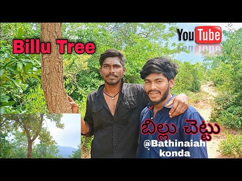 Uses of Billu Tree|బిల్లు చెట్టు ఉపయోగాలు |Bathinaiah