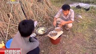 岳阳：洞庭"芦苇客"