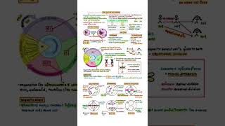 cell cycle #biology #ntpc #group_d #mppoliceconstable #neet
