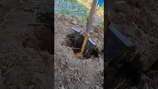 🌱🚜 Multifunctional Granular Fertilizer Gun – Efficient Topdressing for Crops & Fruit Trees! 🍎🌾