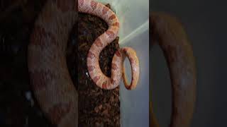 #hibernation #cornsnake