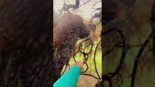 Enchanting Spiderweb Treehouse Adventure 🕸️