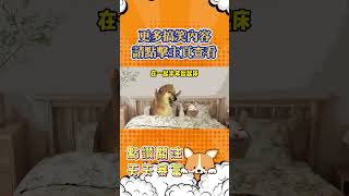 情侶剛在一起VS情侶相處一年後 #搞笑 #奇思妙想 #寵物