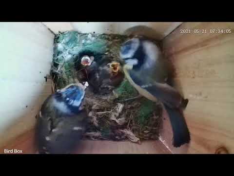 Bluetits at 2 weeks old
