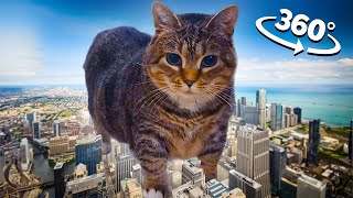 OIIA OIIA CAT - City in 360° Video | VR / 8K |