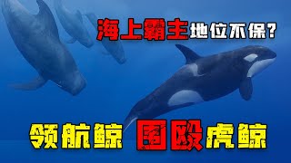 100头领航鲸痛殴20头虎鲸，抢地盘、夺猎物，海上霸主地位不保？