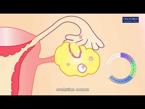 Animation 13.4 The menstrual cycle