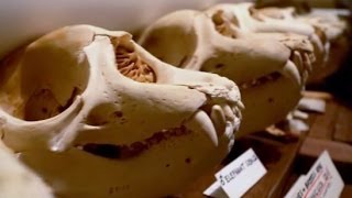 Skulls: Scaffolding Under the Skin | California Academy of Sciences