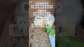 【22】にわとり（期間限定ひよこ）ガーデン　　#ぼりすぶらうんガーデン　#ニワトリよん