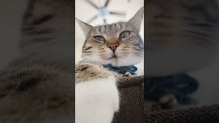 Surprise. #cat #floofycat #fiesty #cutecat #floof #youtubeshorts