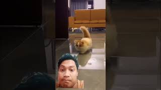 #funny #cat #pets #kitten #cute #animals #catfails #funnycats #catlovers #catsofyoutube