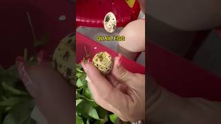Have you ever tried quail egg balut