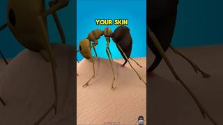 Stay AWAY From Fire Ants😱 #ants #antattack #short#viral