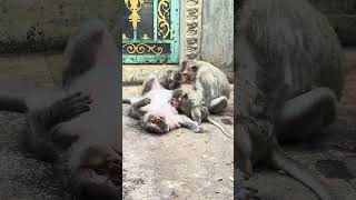 #monkey #monkeysr #monkeynaturekh #animals #monkeymom