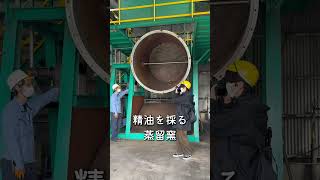 [How Hinoki essential oil is made🌲] #shorts