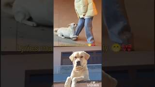 lyrics matched perfectly||labra dog||#dog#shorts#viral#trending#funny
